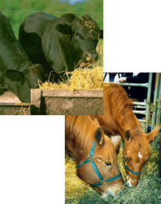 Horses & Cattle Eating Hay