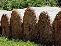 Round Bale Hay