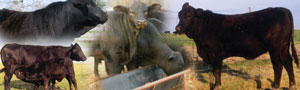 Brangus Cattle