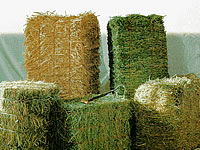 Square Bale Hay